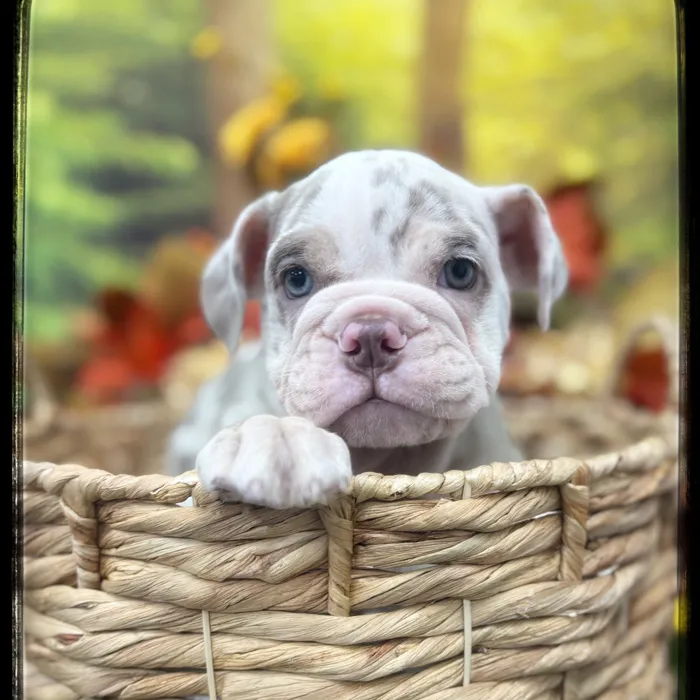 Male Victorian Bulldog puppy named Spike for sale at Idaho Puppy - Nampa.