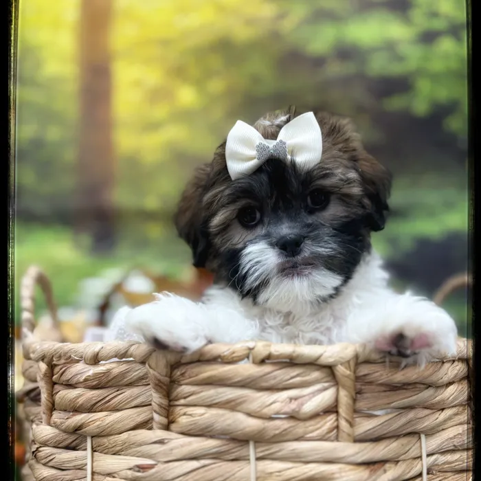 Female Shipoo puppy named Tilly for sale at Idaho Puppy - Coeur d'Alene.