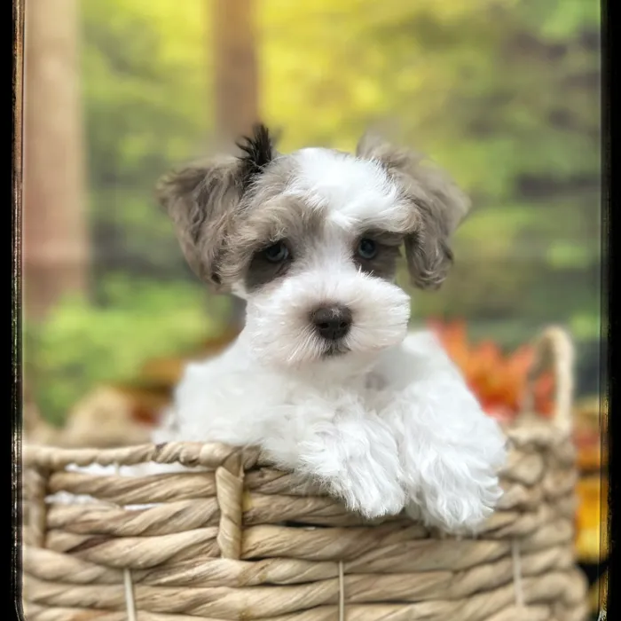Female Mini Schnauzer puppy named Elizabeth for sale at Idaho Puppy - Nampa.