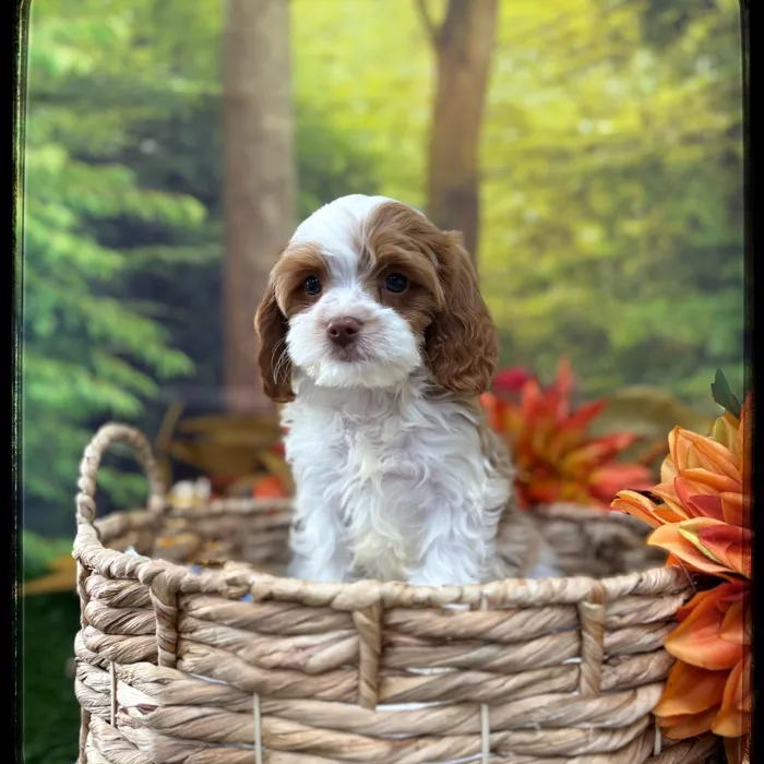 Male Cavapoo puppy named Milo for sale at Idaho Puppy - Nampa.