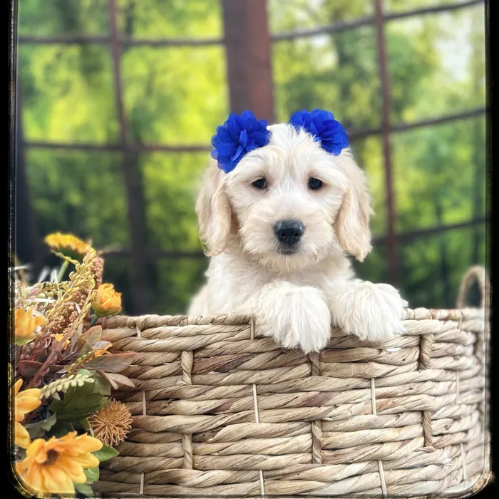 Female Goldendoodle puppy named Muffin for sale at Idaho Puppy - Nampa.
