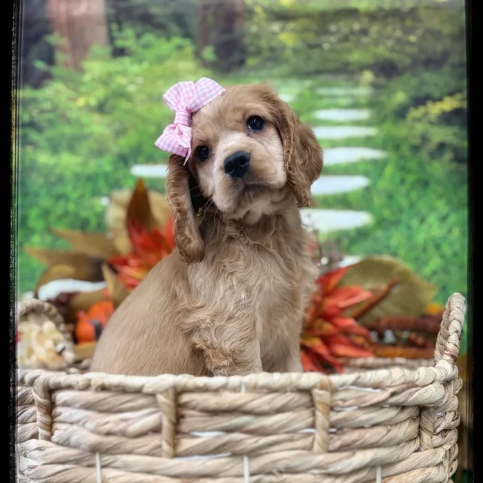 Female Cocker Spaniel puppy named Ember for sale at Idaho Puppy - Coeur d'Alene.