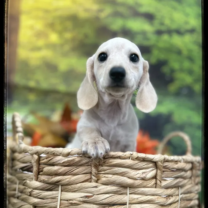 Female Mini Dachshund puppy named Rosie for sale at Idaho Puppy - Nampa.