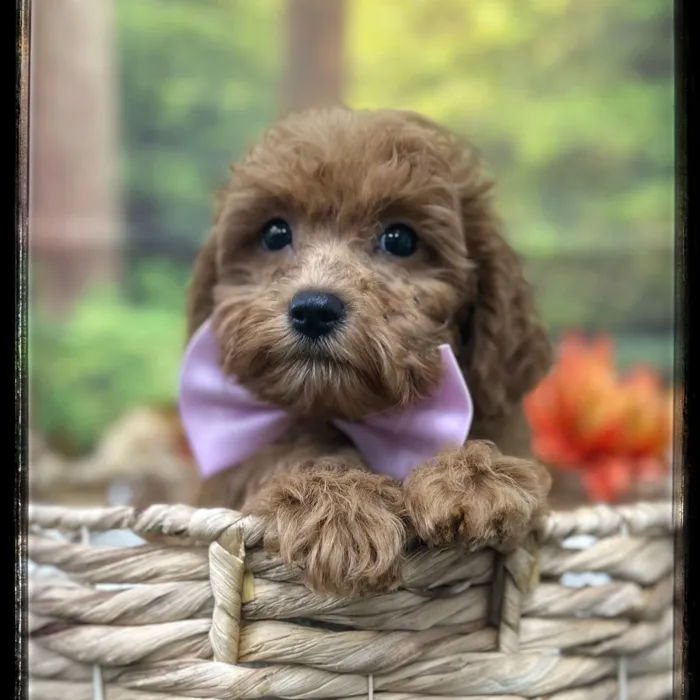 Male Cavapoo puppy named Grimm for sale at Idaho Puppy - Twin Falls.