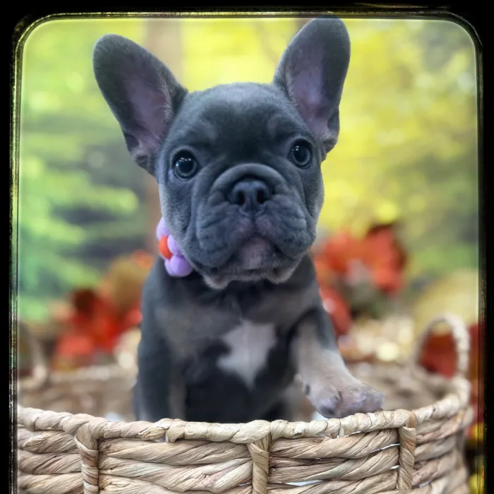Female French Bulldog puppy named Daisy for sale at Idaho Puppy - Meridian.