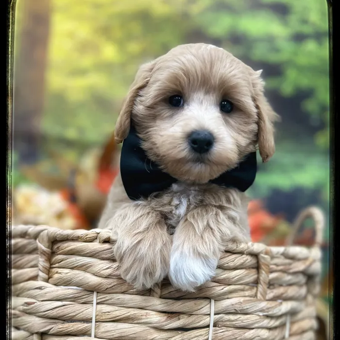 Male Maltipoo puppy named Freddy for sale at Idaho Puppy - Nampa.