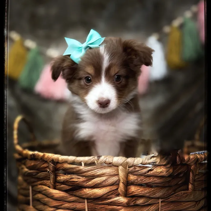 Female Australian Shepherd Toy puppy named Meadow for sale at Idaho Puppy - Twin Falls.
