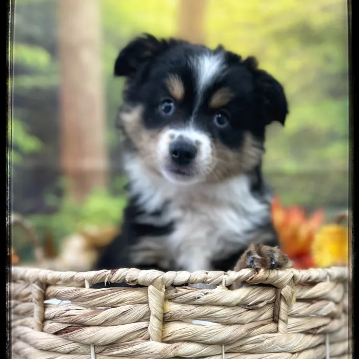 Male Mini Aussie puppy named Dakota for sale at Idaho Puppy - Meridian.