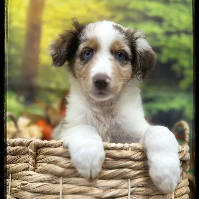 Male Mini Aussie puppy named Dusty for sale at Idaho Puppy - Coeur d'Alene.