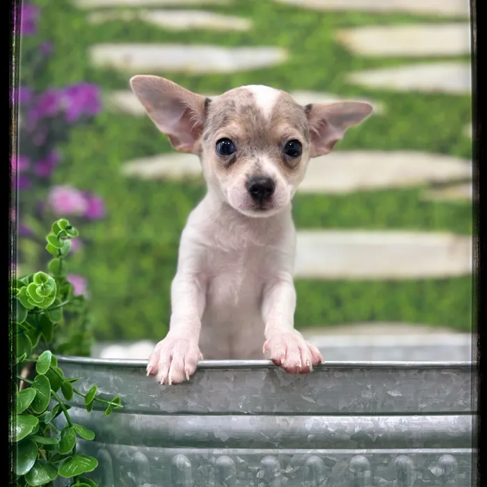 Male Chihuahua puppy named Chico for sale at Idaho Puppy - Coeur d'Alene.