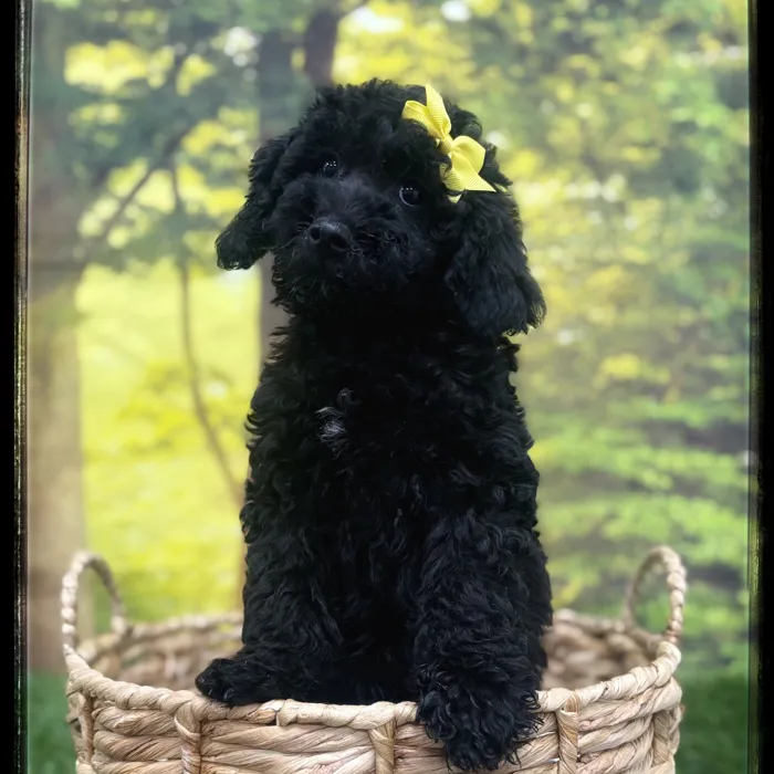 Female Mini Goldendoodle puppy named Twix for sale at Idaho Puppy - Coeur d'Alene.