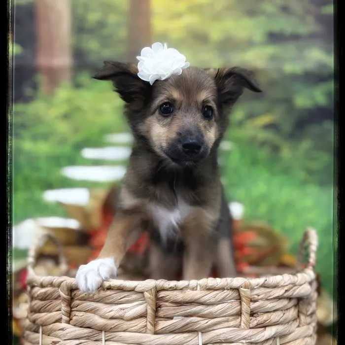 Female Sheltie puppy named Pecan for sale at Idaho Puppy - Twin Falls.