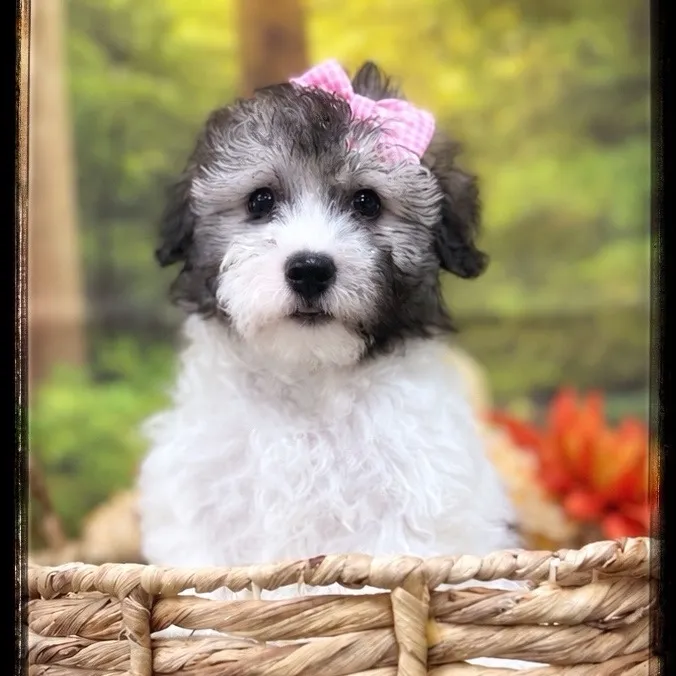Female Coton De Tulear puppy named Elvira for sale at Idaho Puppy - Coeur d'Alene.