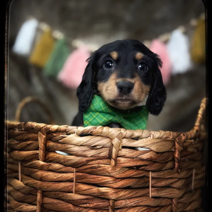 Male Dachshund puppy named Scooter for sale at Idaho Puppy - Coeur d'Alene.