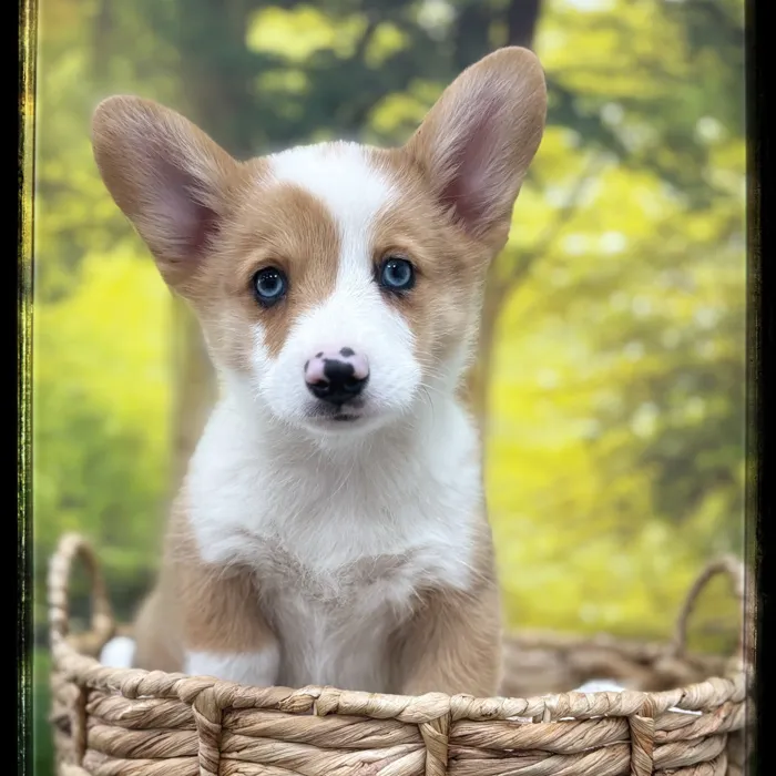 Male Pembroke Welsh Corgi puppy named Burton for sale at Idaho Puppy - Coeur d'Alene.