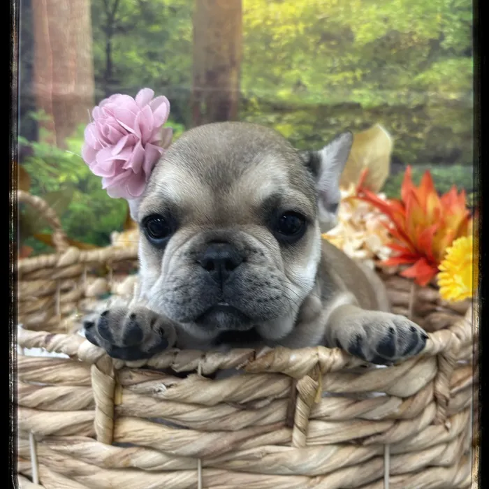 Female French Bulldog puppy named Shay for sale at Idaho Puppy - Nampa.