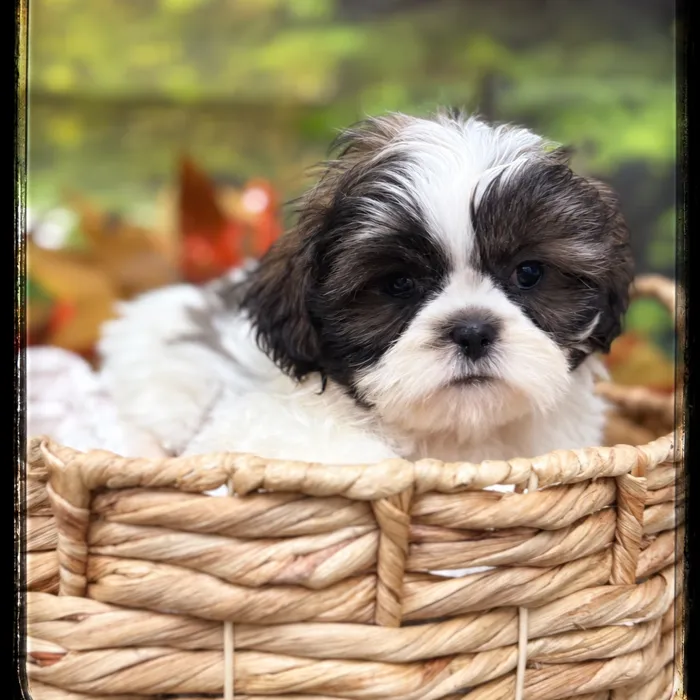Male Shih Tzu puppy named Twain for sale at Idaho Puppy - Coeur d'Alene.