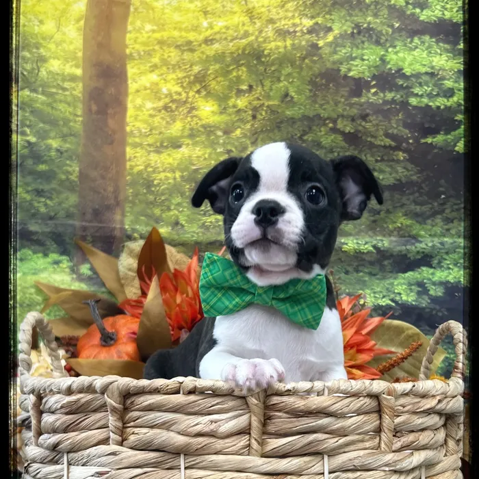 Male Boston Terrier puppy named Watson for sale at Idaho Puppy - Nampa.