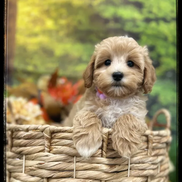 Female Maltipoo puppy named Mina for sale at Idaho Puppy - Nampa.