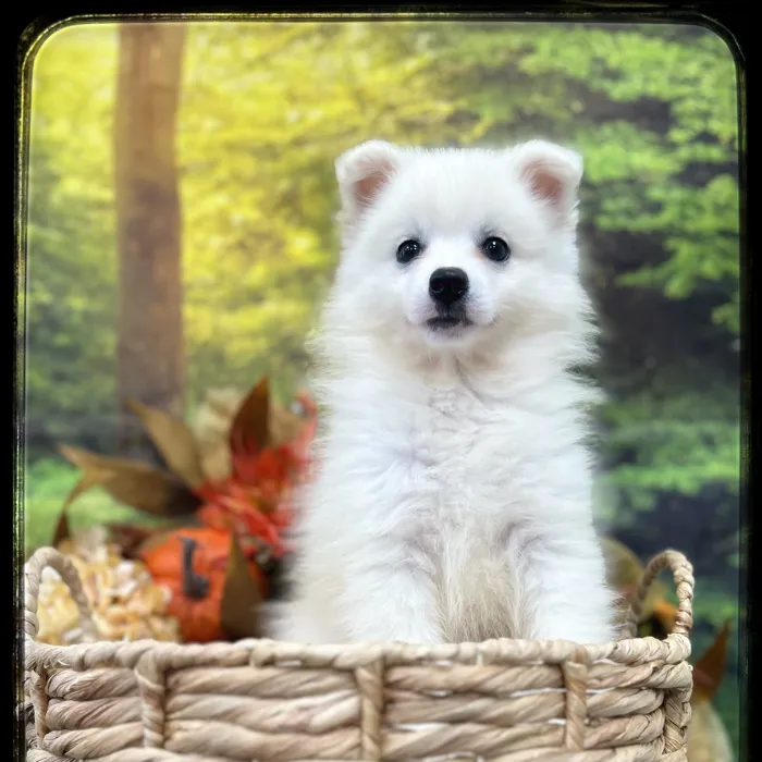 Male American Eskimo puppy named Everest for sale at Idaho Puppy - Coeur d'Alene.