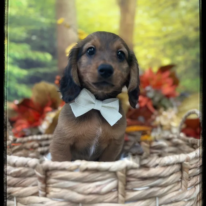 Male Doxie Poo puppy named Peanut for sale at Idaho Puppy - Nampa.