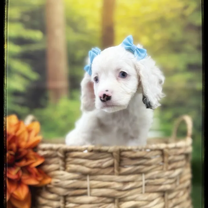 Female Cockapoo puppy named Marigold for sale at Idaho Puppy - Coeur d'Alene.