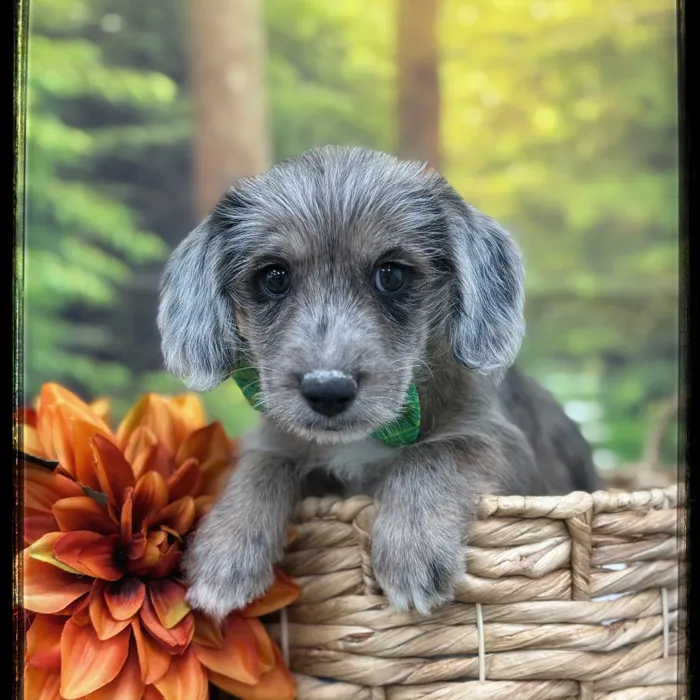 Male Corgi-Poo puppy named Boots for sale at Idaho Puppy - Twin Falls.