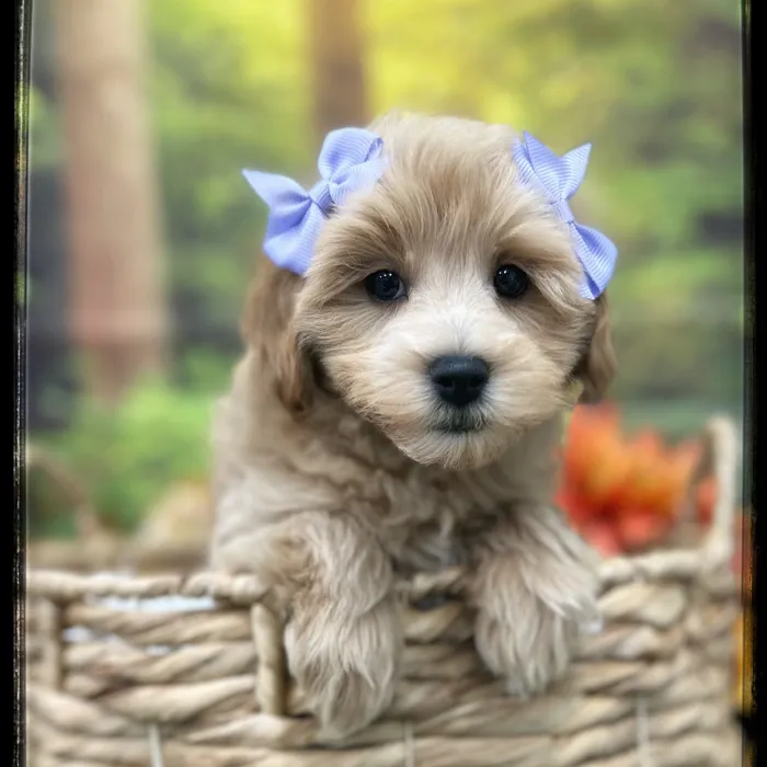 Female Maltipoo puppy named Maya for sale at Idaho Puppy - Meridian.