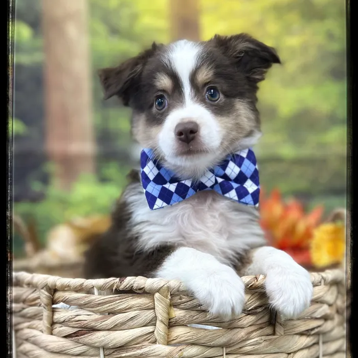 Male Mini Aussie puppy named Boogie for sale at Idaho Puppy - Twin Falls.