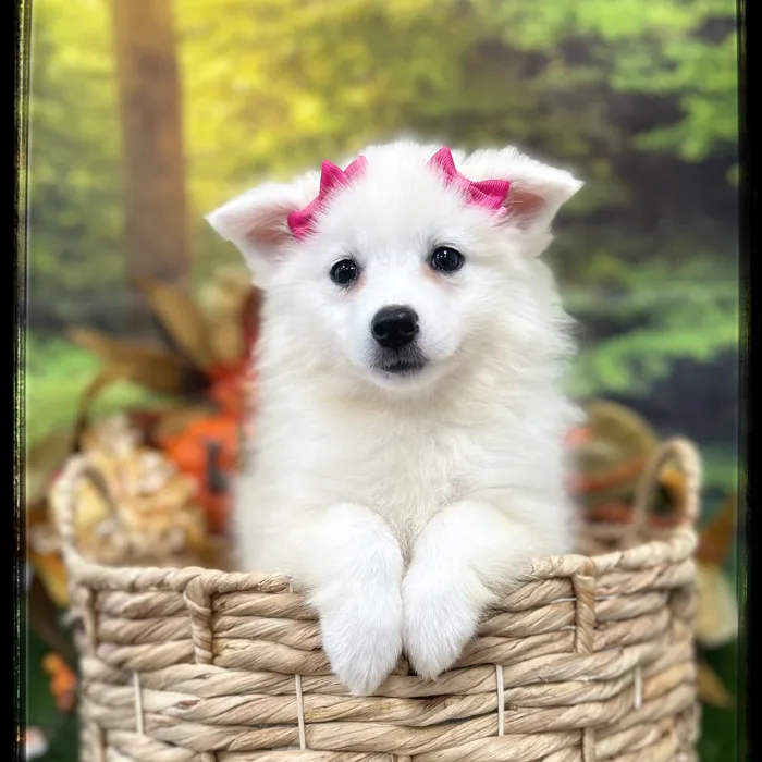 Female American Eskimo puppy named Stella for sale at Idaho Puppy - Meridian.