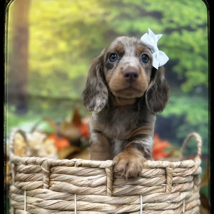 Female Mini Dachshund puppy named Rue for sale at Idaho Puppy - Nampa.