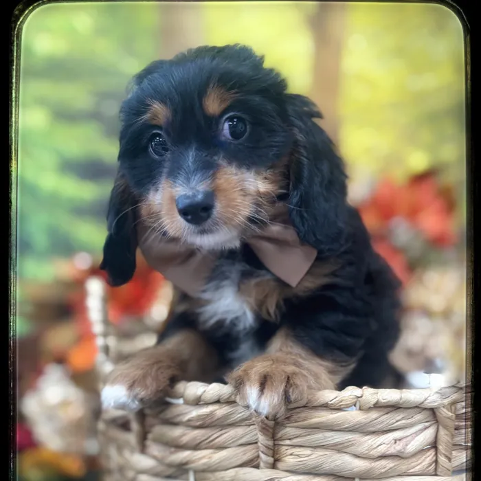 Male Doxie Poo puppy named Baxter for sale at Idaho Puppy - Meridian.