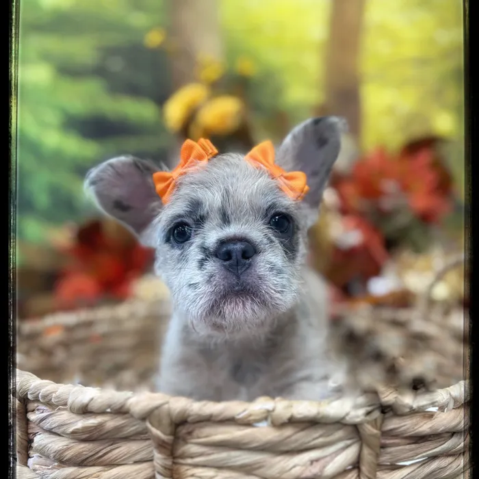 Female French Bulldog puppy named Nessie for sale at Idaho Puppy - Meridian.