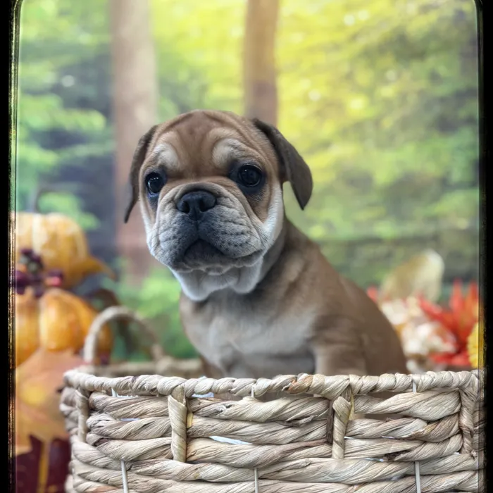 Male French Bulldog puppy named Boris for sale at Idaho Puppy - Coeur d'Alene.
