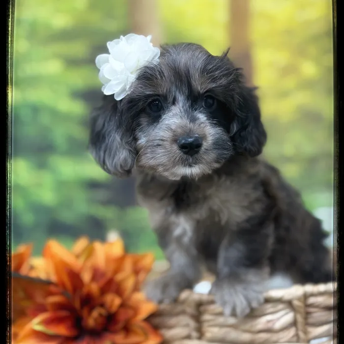 Female Corgi-Poo puppy named Sienna for sale at Idaho Puppy - Coeur d'Alene.
