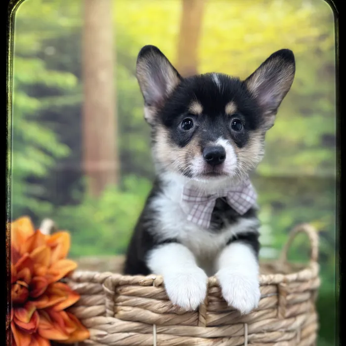 Male Pembroke Welsh Corgi puppy named Charlie for sale at Idaho Puppy - Twin Falls.