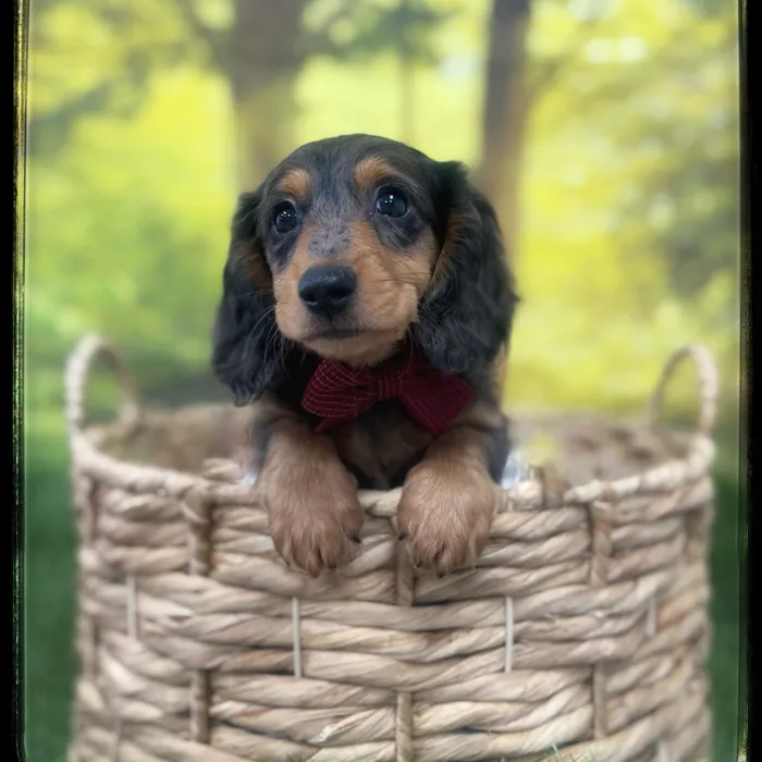 Male Dachshund puppy named Snickers for sale at Idaho Puppy - Coeur d'Alene.