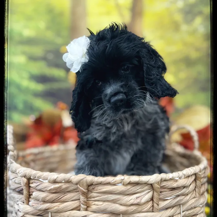 Female Cocker Spaniel puppy named Juniper for sale at Idaho Puppy - Nampa.