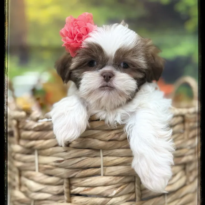 Female Shih Tzu puppy named Shania for sale at Idaho Puppy - Nampa.
