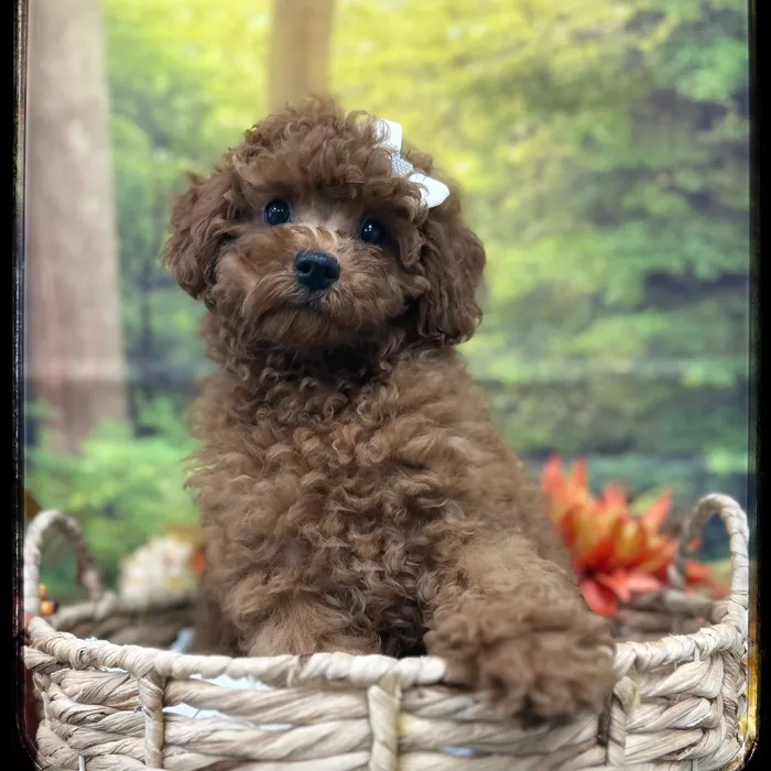 Female Goldendoodle puppy named Georgia for sale at Idaho Puppy - Meridian.