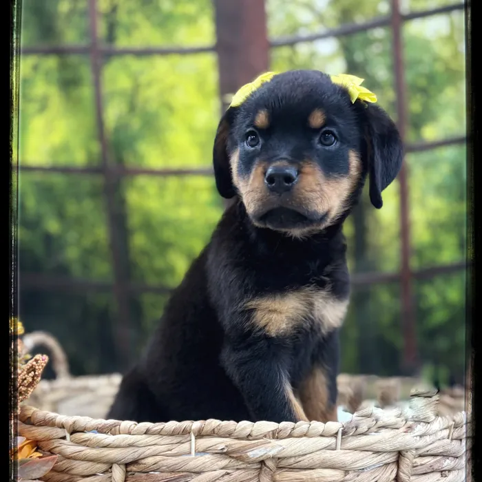 Female Rottweiler puppy named Rae for sale at Idaho Puppy - Nampa.