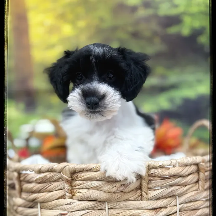 Male Mini Schnauzer puppy named Otto for sale at Idaho Puppy - Twin Falls.
