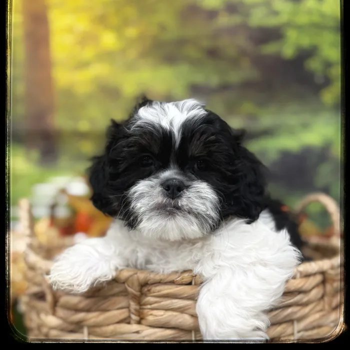 Male Shipoo puppy named John for sale at Idaho Puppy - Nampa.