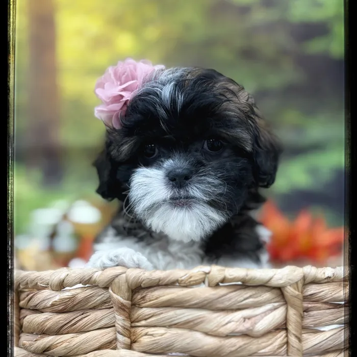 Female Shipoo puppy named Trixie for sale at Idaho Puppy - Nampa.