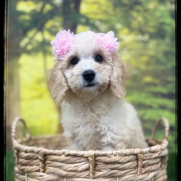 Female Mini Goldendoodle puppy named Ginger for sale at Idaho Puppy - Nampa.