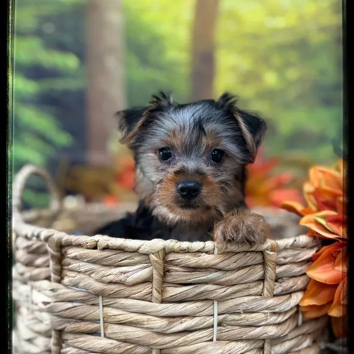 Male Silky Terrier puppy named Briggs for sale at Idaho Puppy - Nampa.