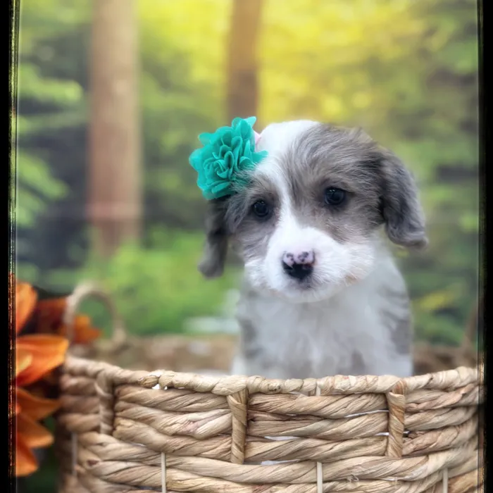 Female Corgi-Poo puppy named Aspen for sale at Idaho Puppy - Meridian.