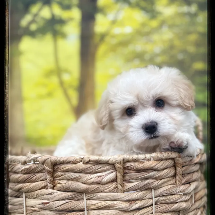 Male Teddy Bear puppy named Jekyll for sale at Idaho Puppy - Nampa.