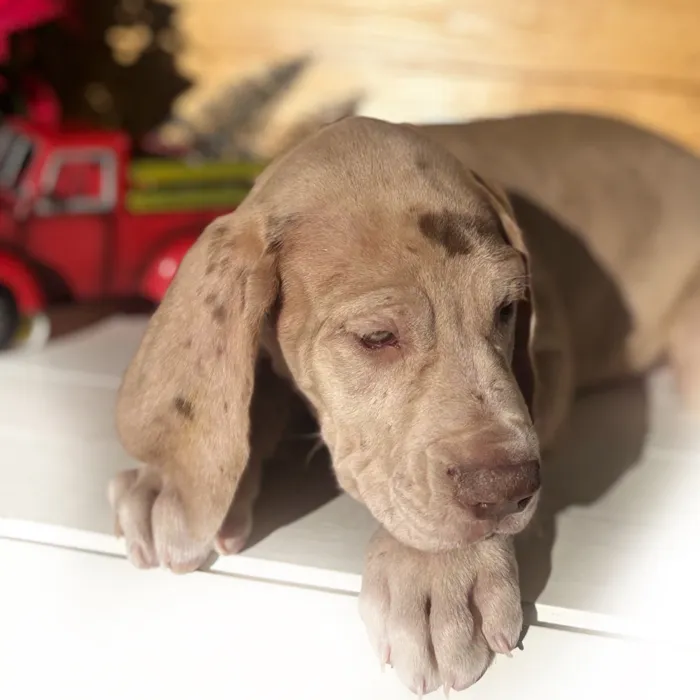 Female Great Dane puppy named Margot for sale at Idaho Puppy - Nampa.