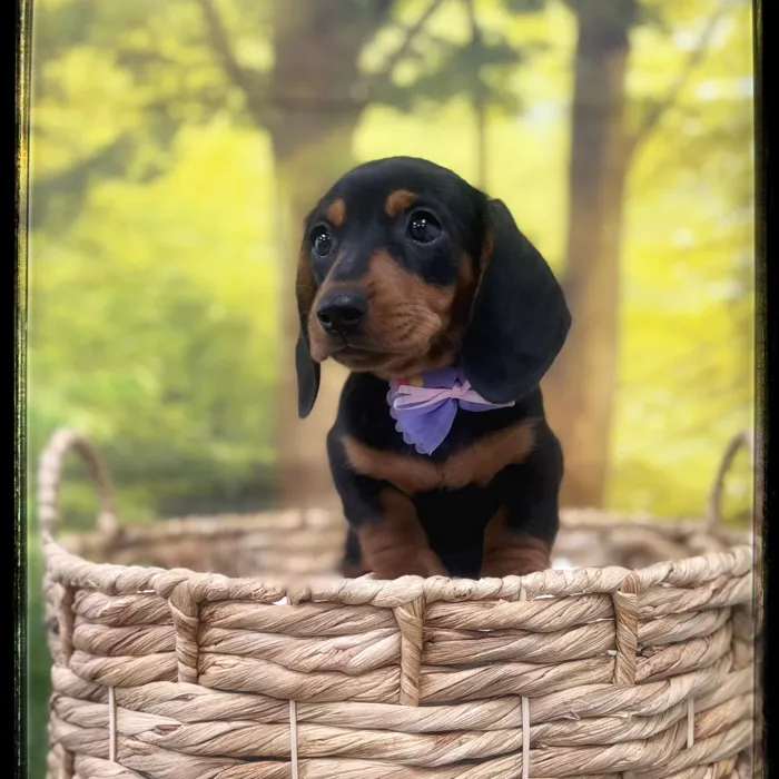 Female Dachshund puppy named Cookie for sale at Idaho Puppy - Coeur d'Alene.